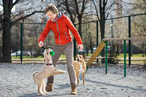 Betriebshaftpflichtversicherung Hundetrainer – Frau trainiert mit Hunden