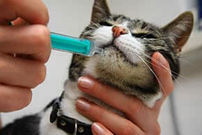 Berufshaftpflichtversicherung Tierheilpraktiker – Katze bei der Behandlung