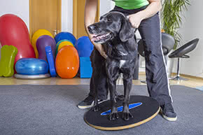 Berufshaftpflichtversicherung Tierphysiotherapeut – Hund mit Therapeut
