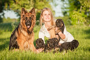 Betriebshaftpflichtversicherung Hundezüchter – Hundezüchterin mit Schäferhundwelpen