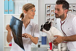 Betriebshaftpflichtversicherung Tierärzte – Tierärzte besprechen Röntgenbild