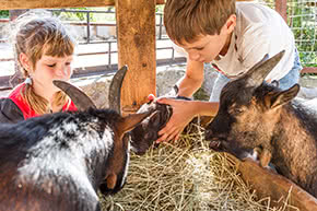 Tierhalterhaftpflicht - Kinder füttern Ziegen